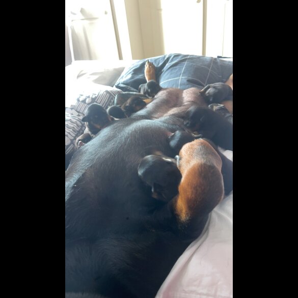 Rottweiler - Both