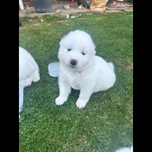 Samoyed - Both