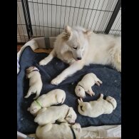 Samoyed - Both