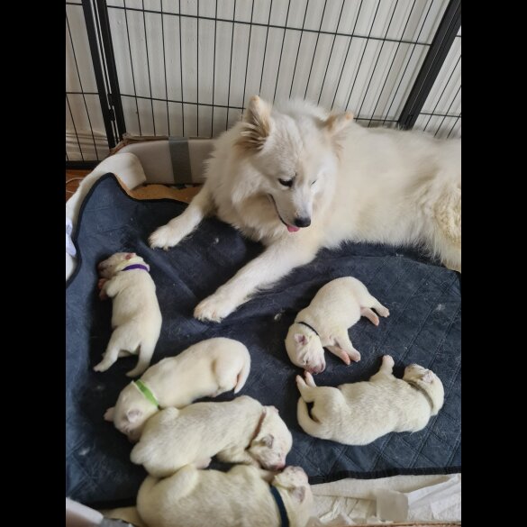 Samoyed - Both