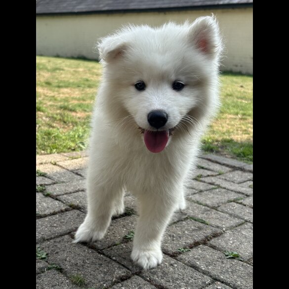 Samoyed - Dogs
