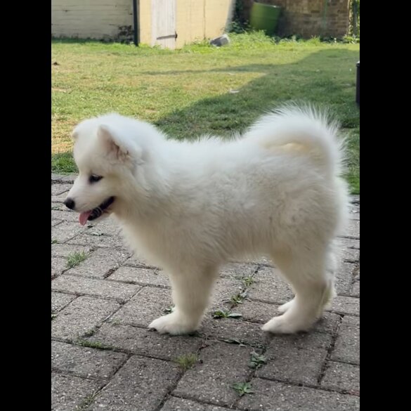 Samoyed - Dogs