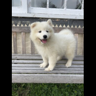 Samoyed - Dogs