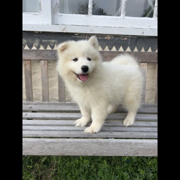 Samoyed - Dogs