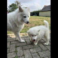 Samoyed - Dogs