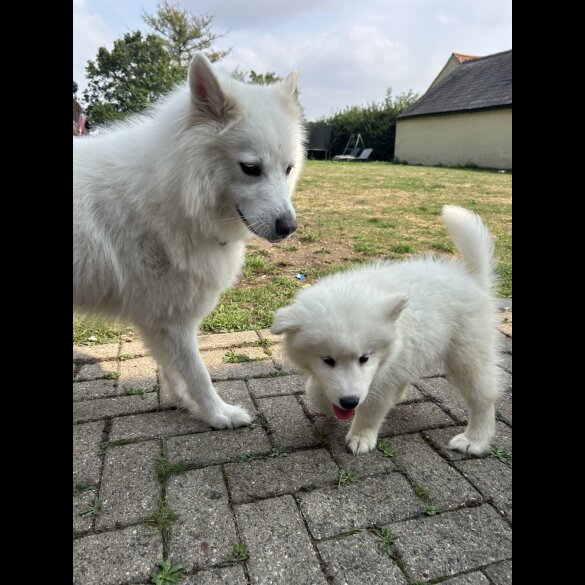 Samoyed - Dogs