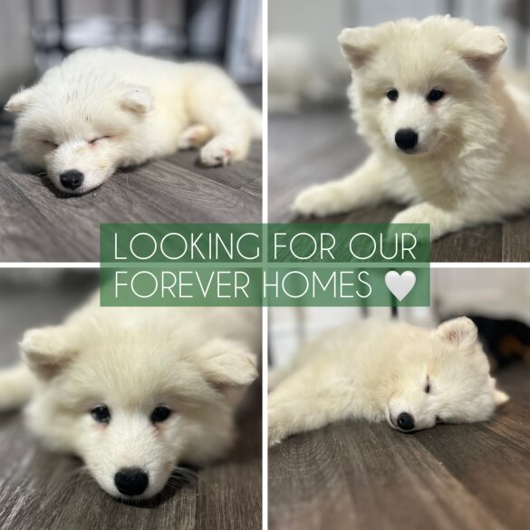 Samoyed - Dogs