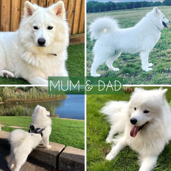 Samoyed - Dogs