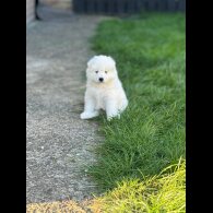 Samoyed - Both