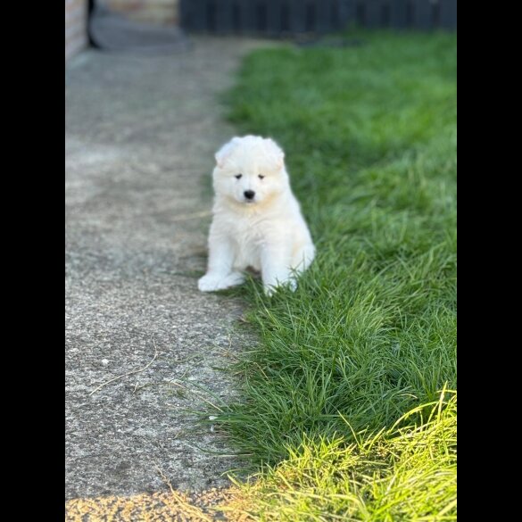 Samoyed - Both