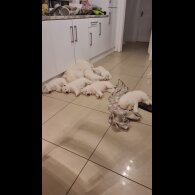 Samoyed - Both