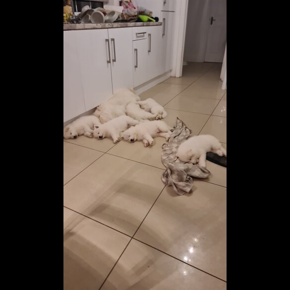 Samoyed - Both