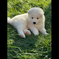 Samoyed - Both