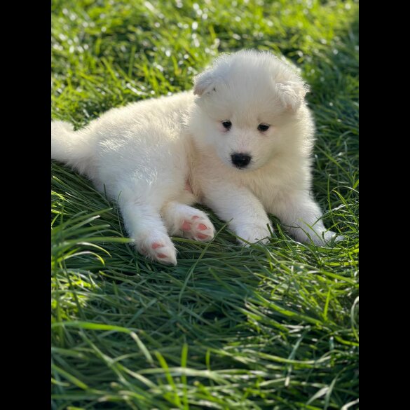 Samoyed - Both