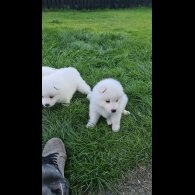Samoyed - Both