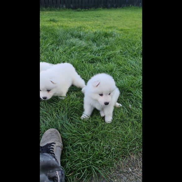 Samoyed - Both