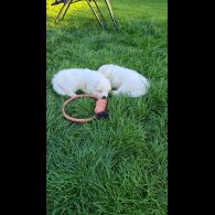 Samoyed - Both