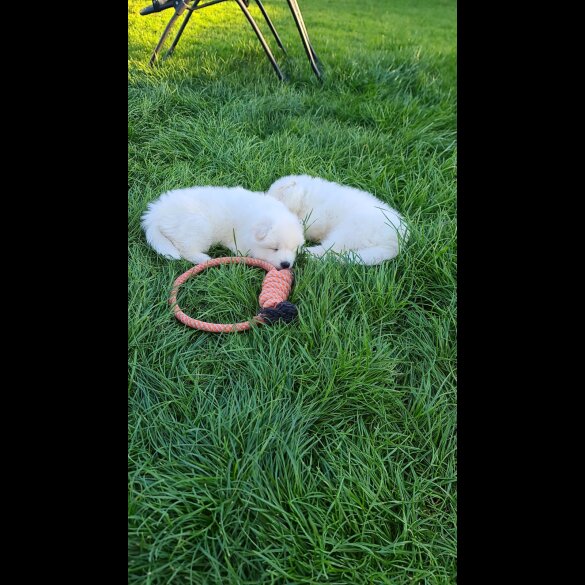 Samoyed - Both