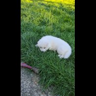 Samoyed - Both