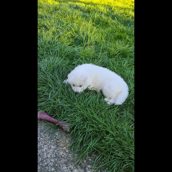 Samoyed - Both