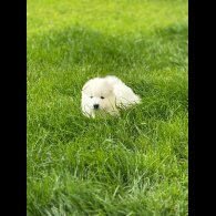 Samoyed - Both