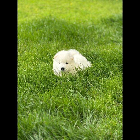 Samoyed - Both