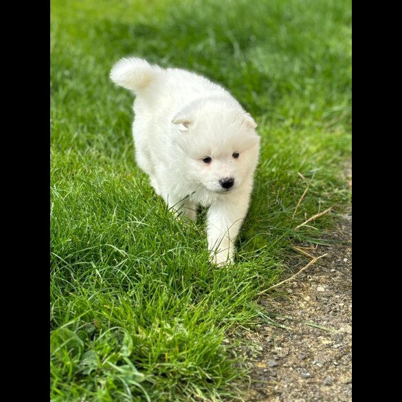 Samoyed - Both