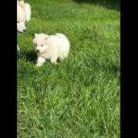 Samoyed - Both