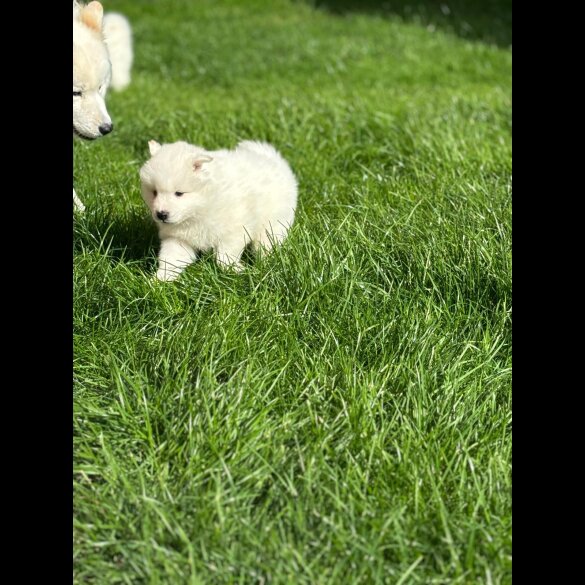 Samoyed - Both