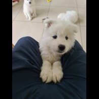 Samoyed - Both