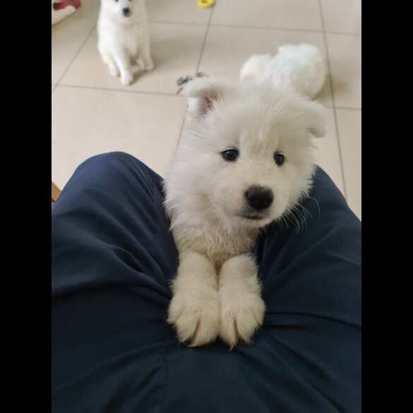 Samoyed - Both