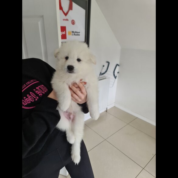 Samoyed - Both