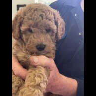 Schnoodle - Bitches