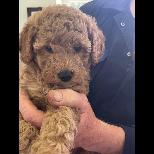 Schnoodle - Bitches