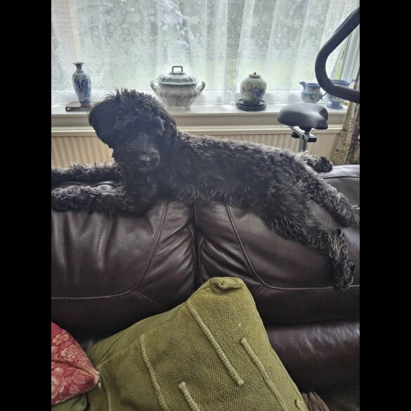 Schnoodle - Bitches