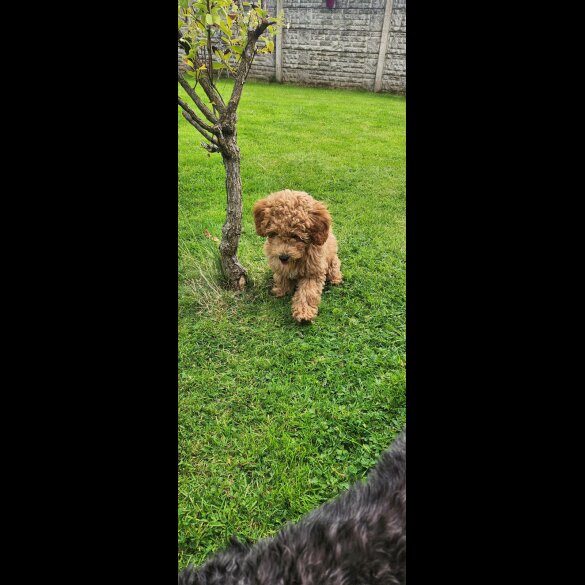 Schnoodle - Bitches