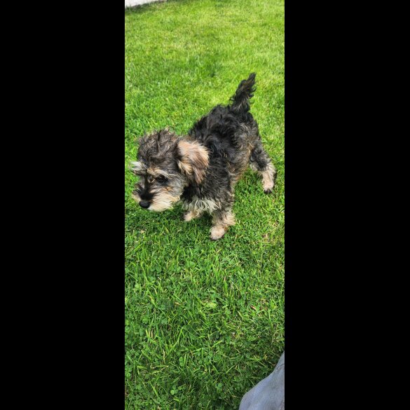 Schnoodle - Bitches