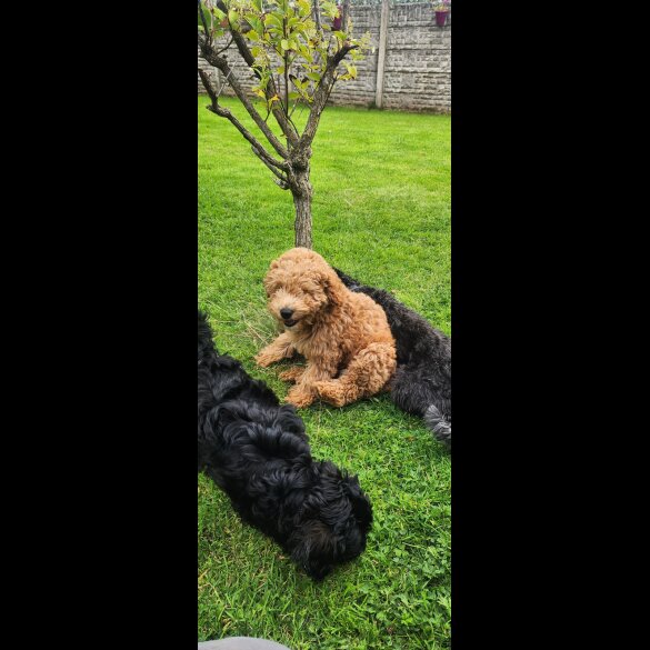 Schnoodle - Bitches