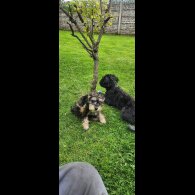 Schnoodle - Bitches