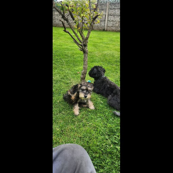 Schnoodle - Bitches