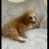 Schnoodle - Dogs
