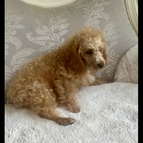 Schnoodle - Dogs