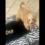 Schnoodle - Dogs