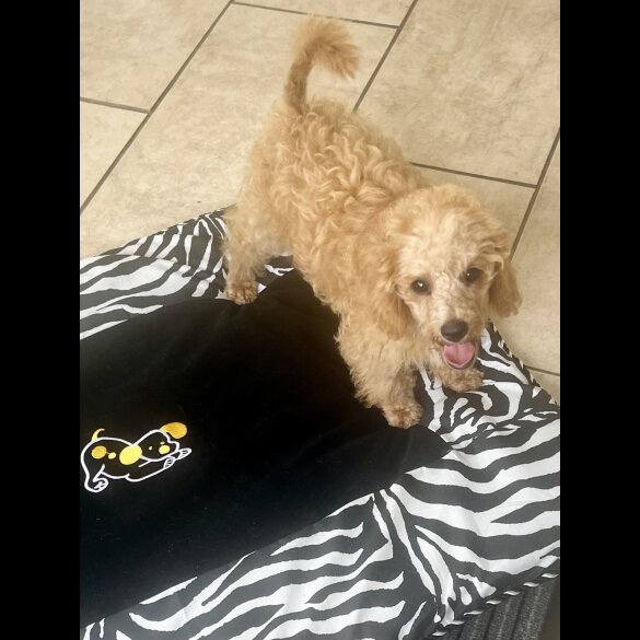 Schnoodle - Dogs