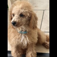 Schnoodle - Dogs