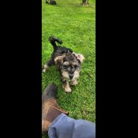 Schnoodle - Bitches