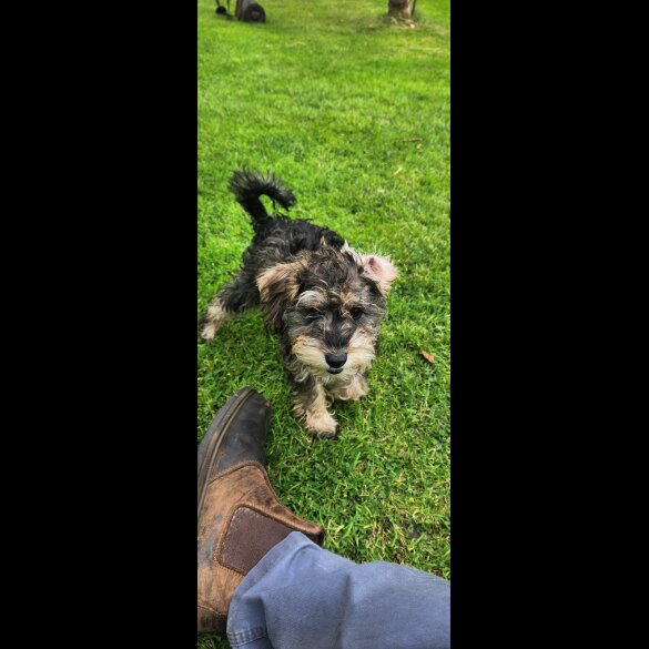 Schnoodle - Bitches