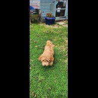 Schnoodle - Bitches