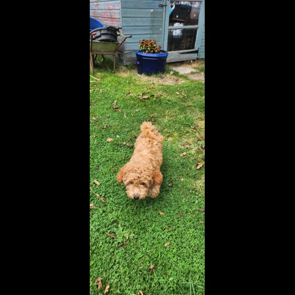 Schnoodle - Bitches
