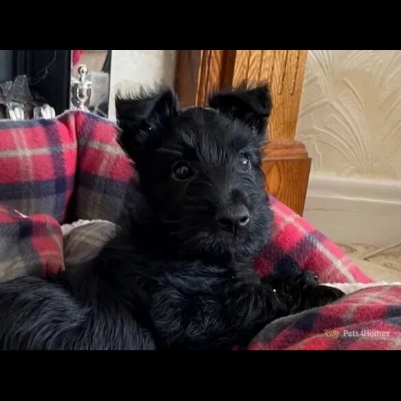 Scottish Terrier - Dogs